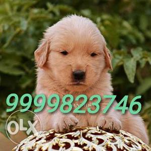 Golden Retriever Puppies Very Healthy Pups For Sale in Delhi