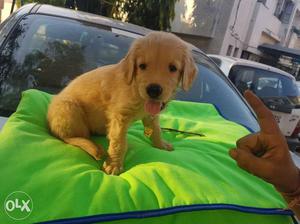 Golden Retriever Puppy