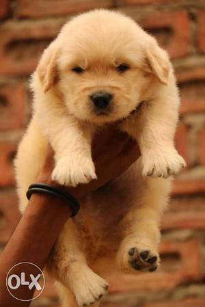 Golden Retriever Puppy so quality tk kennel