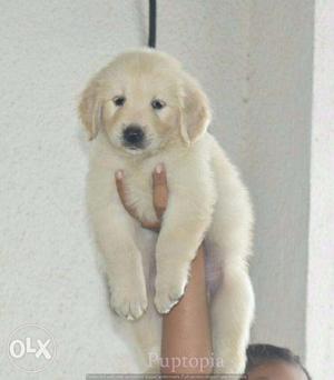 Golden Retriever puppies/ dogs for sale find a loyal guard