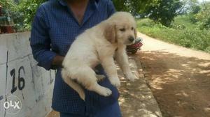 Golden retriever female Puppies call ''