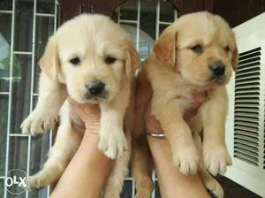 Golden retriever puppies available pure breed