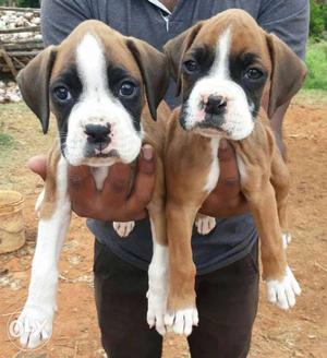 Good Quality Boxer Male And Female Puppies