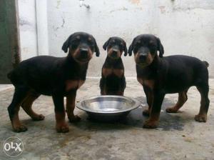Good Quality Doberman puppies available For