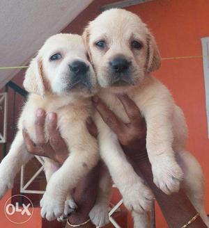 Good quality Labrador female puppies for sales