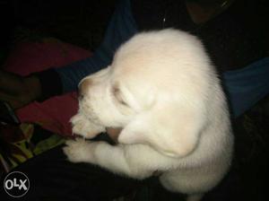 Good quality labrodor golden male puppy for sell
