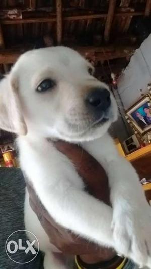 Good quality male lab puppy jst 55 days