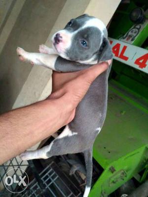 Gray And White American Bully female Puppy