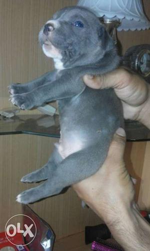 Gray And White Pit Bull Puppy