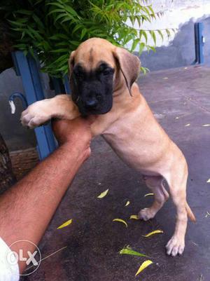 Great Dane male pups of amazing quality available