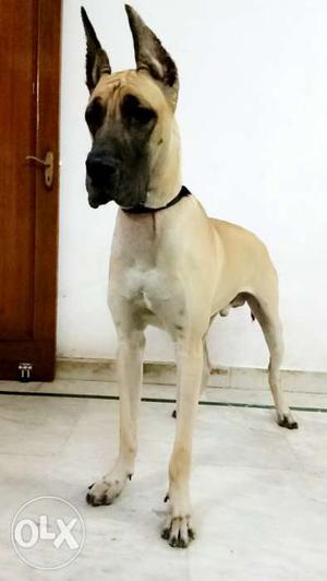 Great dane male available for Mating only.