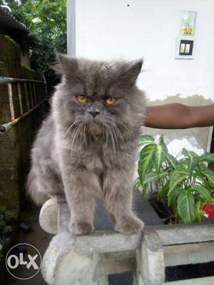 Grey Long-fur Cat