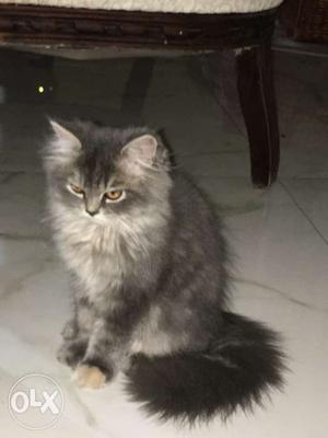 Grey Persian, Female, 3.5 months