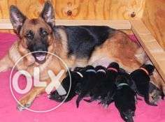 Gsd Double Coat Did puppes Hurry mail our femail