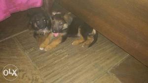 Gsd kci.. pups.. male  female  only one