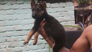 Gsd pair for sell in pune