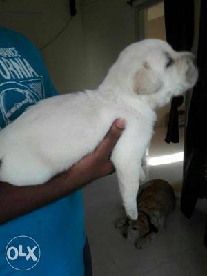Gud quality single coat male pup at best prize