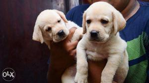 Healthy Labrador Puppies For Sale