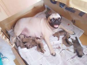 Healthy pug dog with 8 cute pups.. Each 12k.