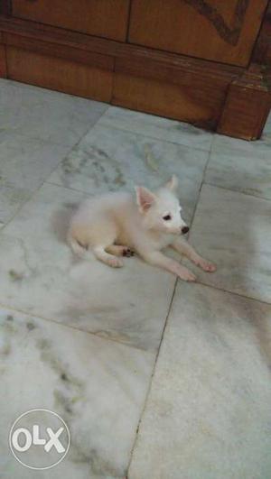 Healthy white pomeranian female puppy of 2 months