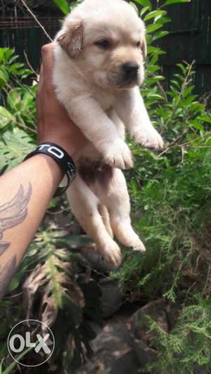 Heavy Golden Labrador Pups