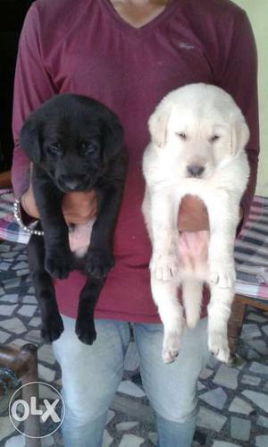 Heavy bone lab pup in breeder price