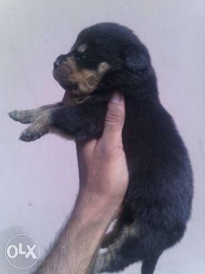 Heavy bone show quality Rottweiler pups available
