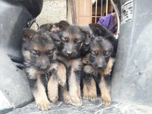 Hi guys.. I'm holding show quality gsd. which is