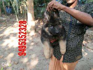 High quality long cot German shepherd puppies available