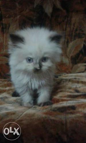 Himalyan kitten female. 2 months