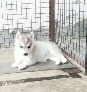 Husky pupps for sale 1 male 2 females.show