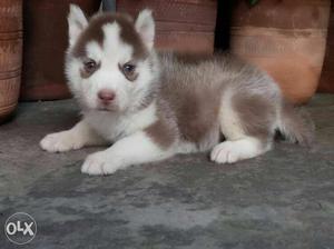 Husky puppy for sell in dwaraka tk kennel so