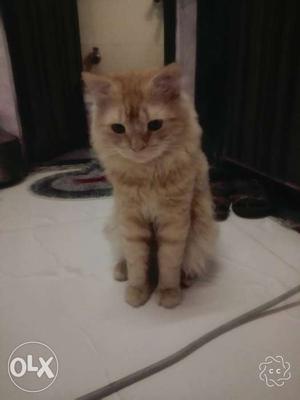 I want sell my Persian cat male Argent