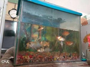 I want to sell my 6 fish. 3 gold fish, 1 Sabine