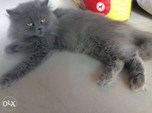 I want to sell my persian cat of Rs. .