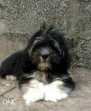 I want toLhasa male puppy