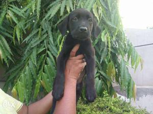 I6 Black Labrador female Puppy for sale