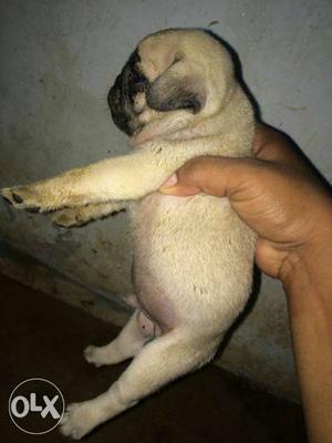 Import blood line pug puppy r sell