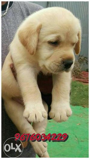 Import quality Labrador Retriever puppies available