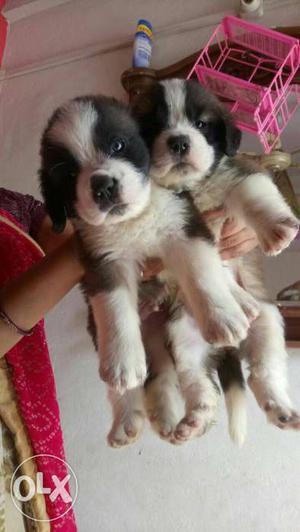 In pune Top quility saint barnad Puppy for sale.