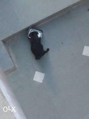 It is pug dog black