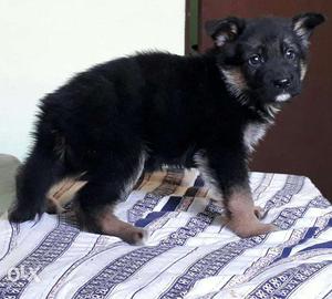 Jabardast quality German shepherd puppy avilable Sell Bhatia