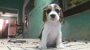 Jabardast quality beagle puppies avilable Sell in suprime