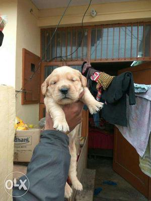 Jabardast quality labrador puppy avilable Sell Bhatia Pet
