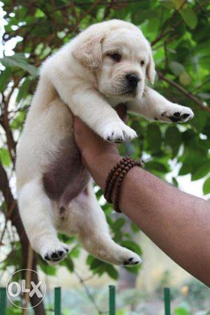 Jabardast quality labrador puppy avilable Sell in suprime