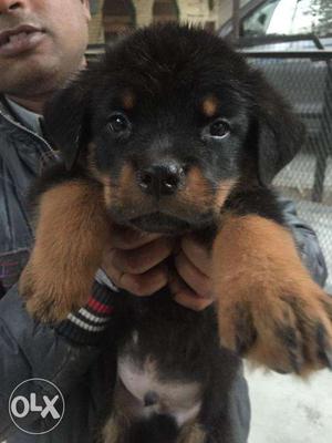 Jabardast quality rottweiler puppy avilable Sell Bhatia Pet