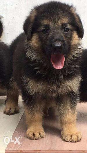 KCI Registered, Micro Chipped GSD Pupps For Sale
