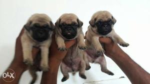 Kapil pets pug puppy Available