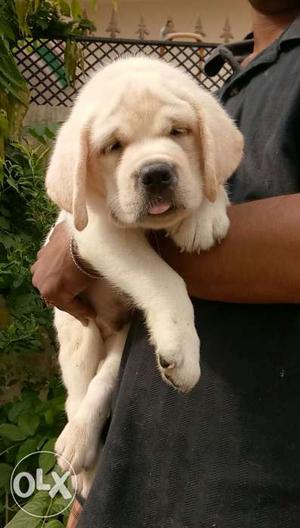 Lab male beast male for sale