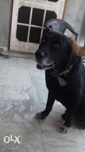 Labra Black Dog